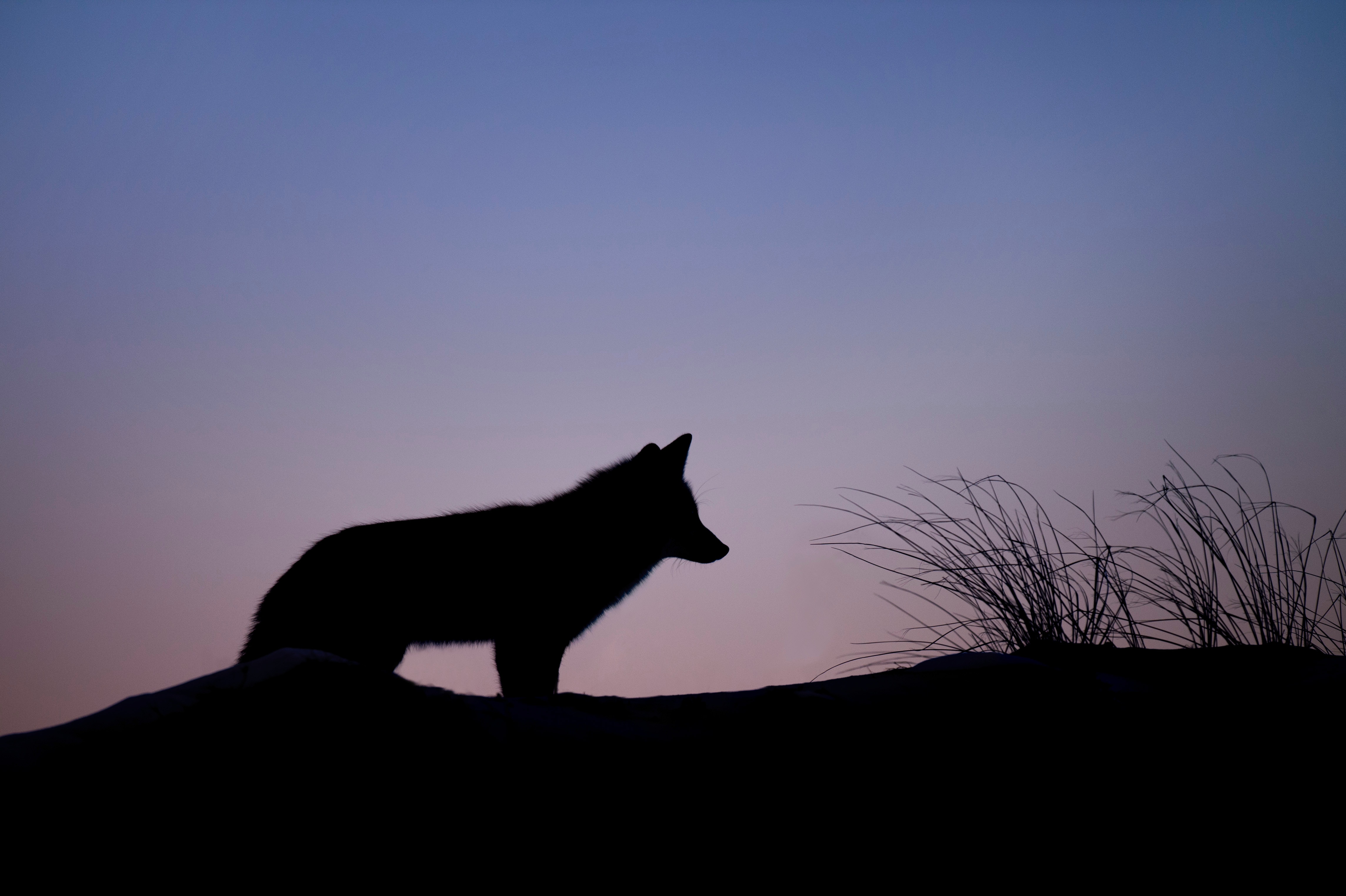 Werewolf, chọn con tim hay là nghe lý trí